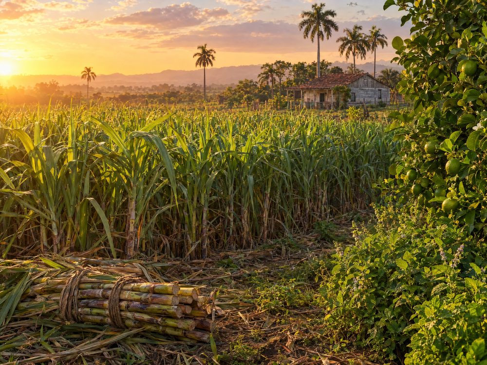 A sunlit Cuban sugarcane field with palm trees